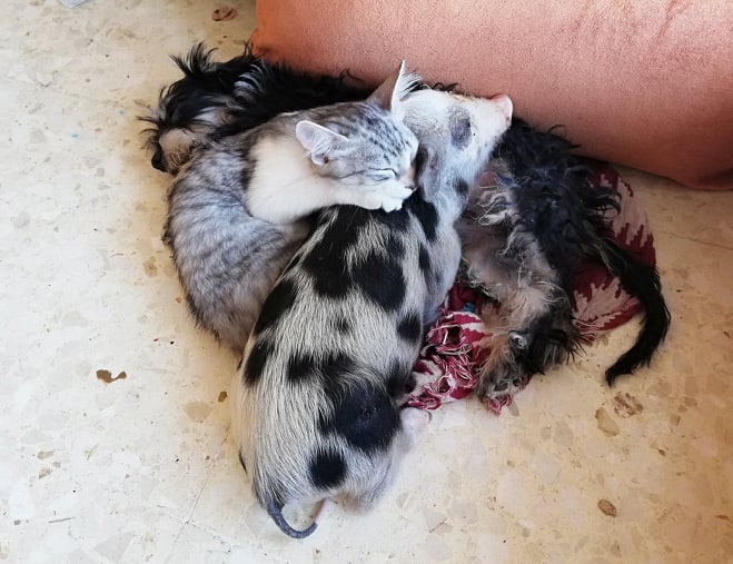 86694943_636488860496472_4116872895068635136_n