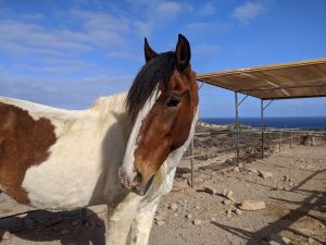 horse in paddock near sea