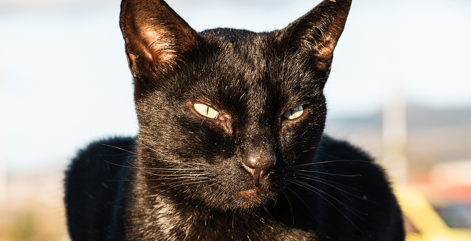 Twiglet - Rescue Cat