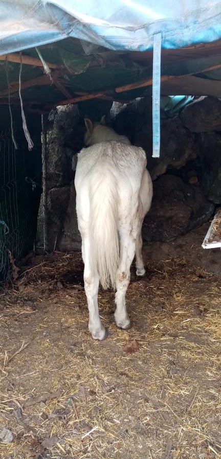 new skinny rescue horse