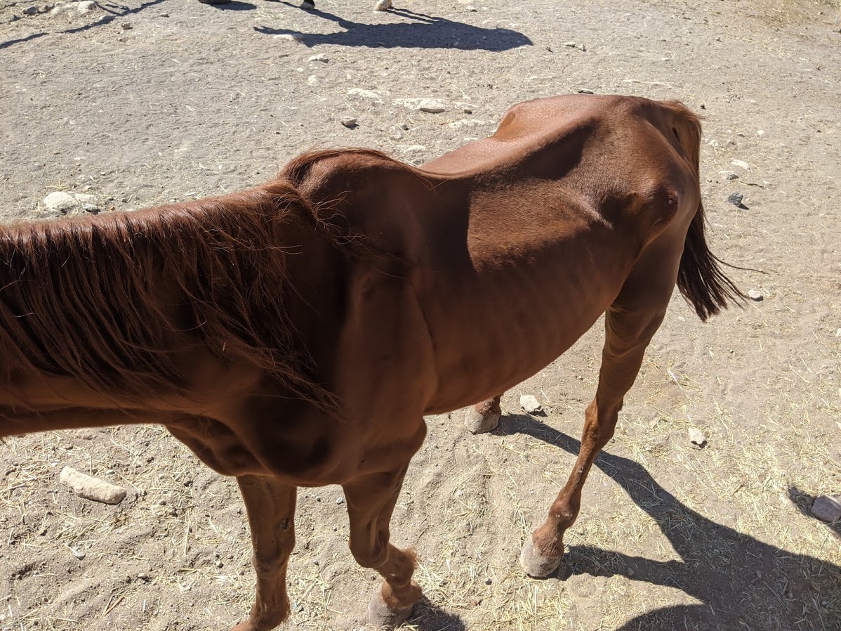 skinny horse rescue