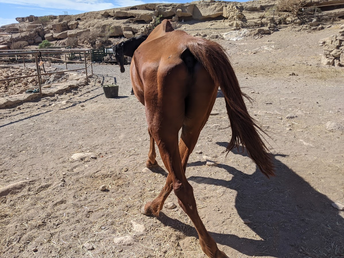 muscle damage horse legs