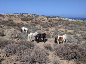happy horses free at pasture