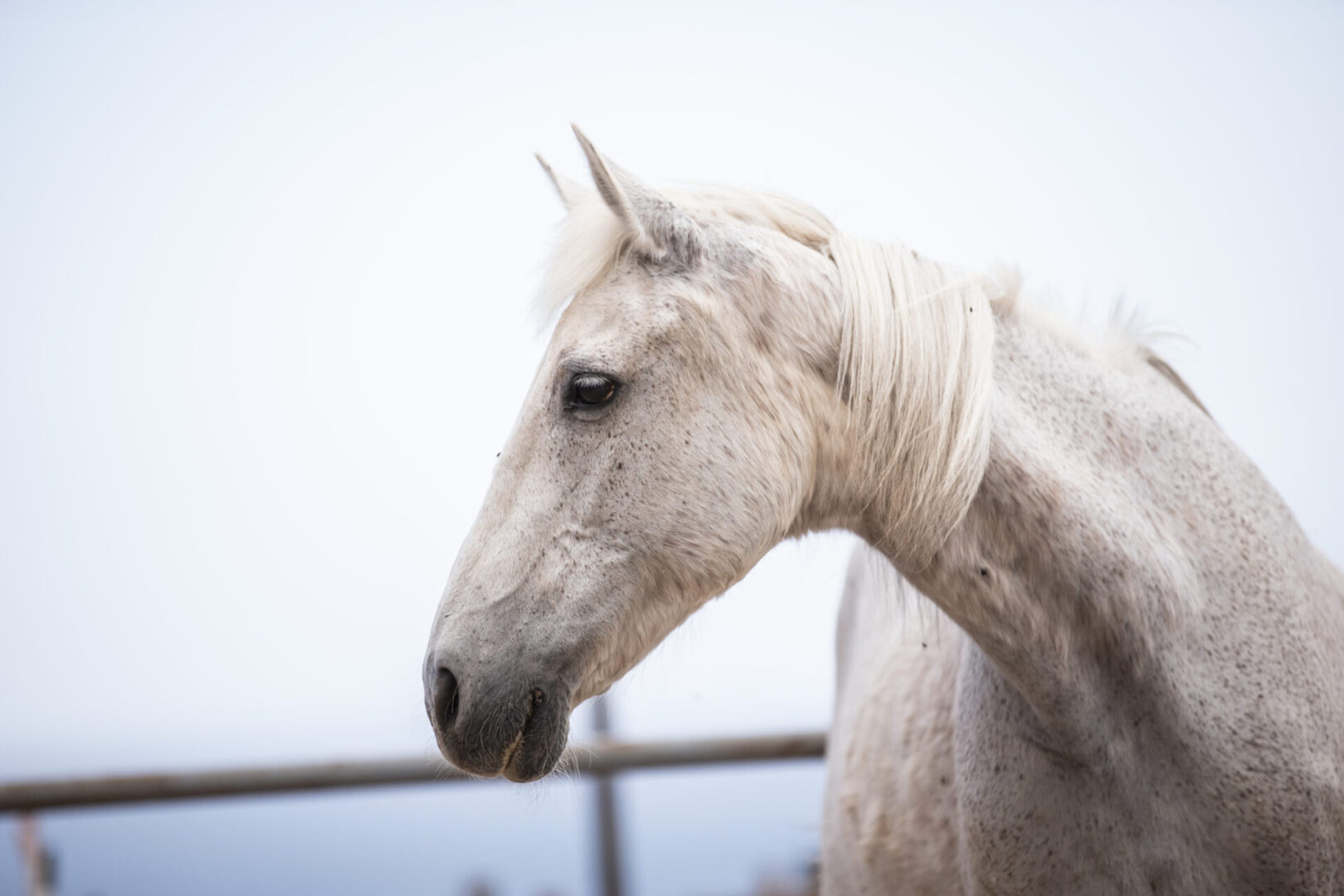 white rescue horse