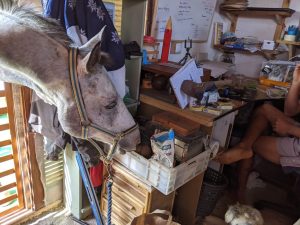 horse in the office