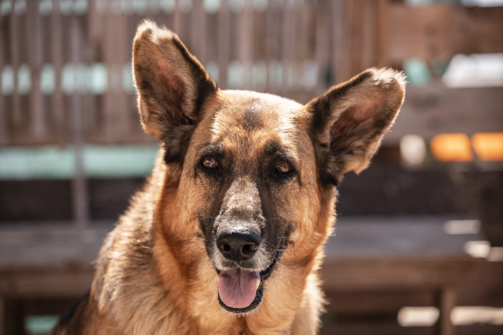 rescue german shepherd