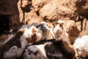 cute guinea pigs