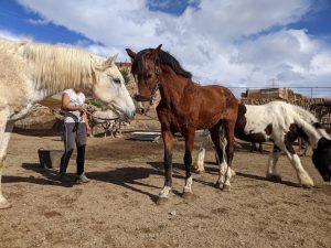 rescue horses
