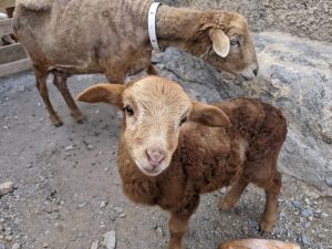 poor sheep mum and baby