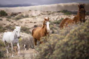 rescue horses in a horse sanctuary