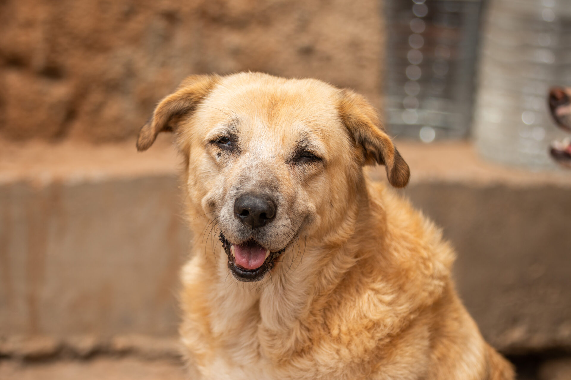 smiling labrador rescue