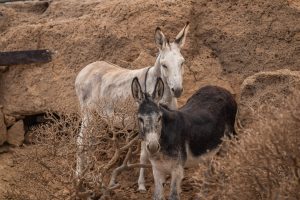rescue donkeys living free