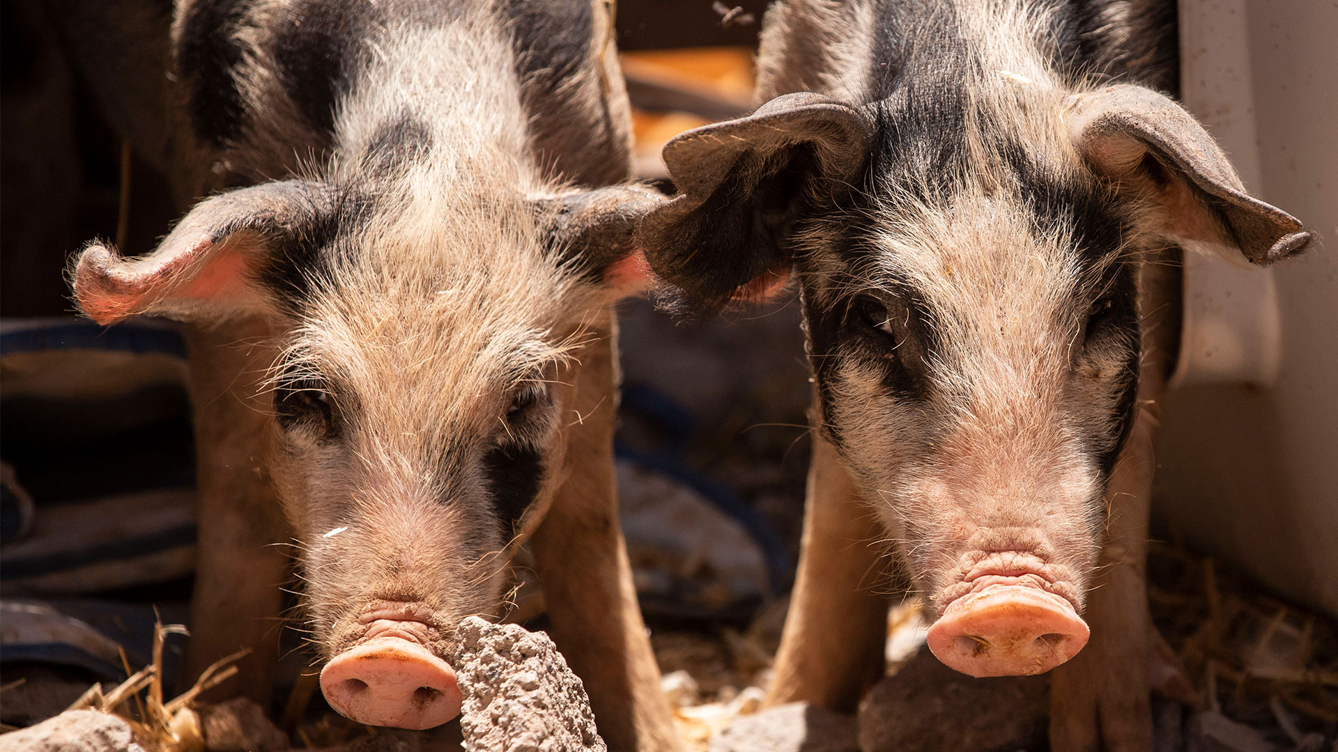 Animal shelter rescue pigs