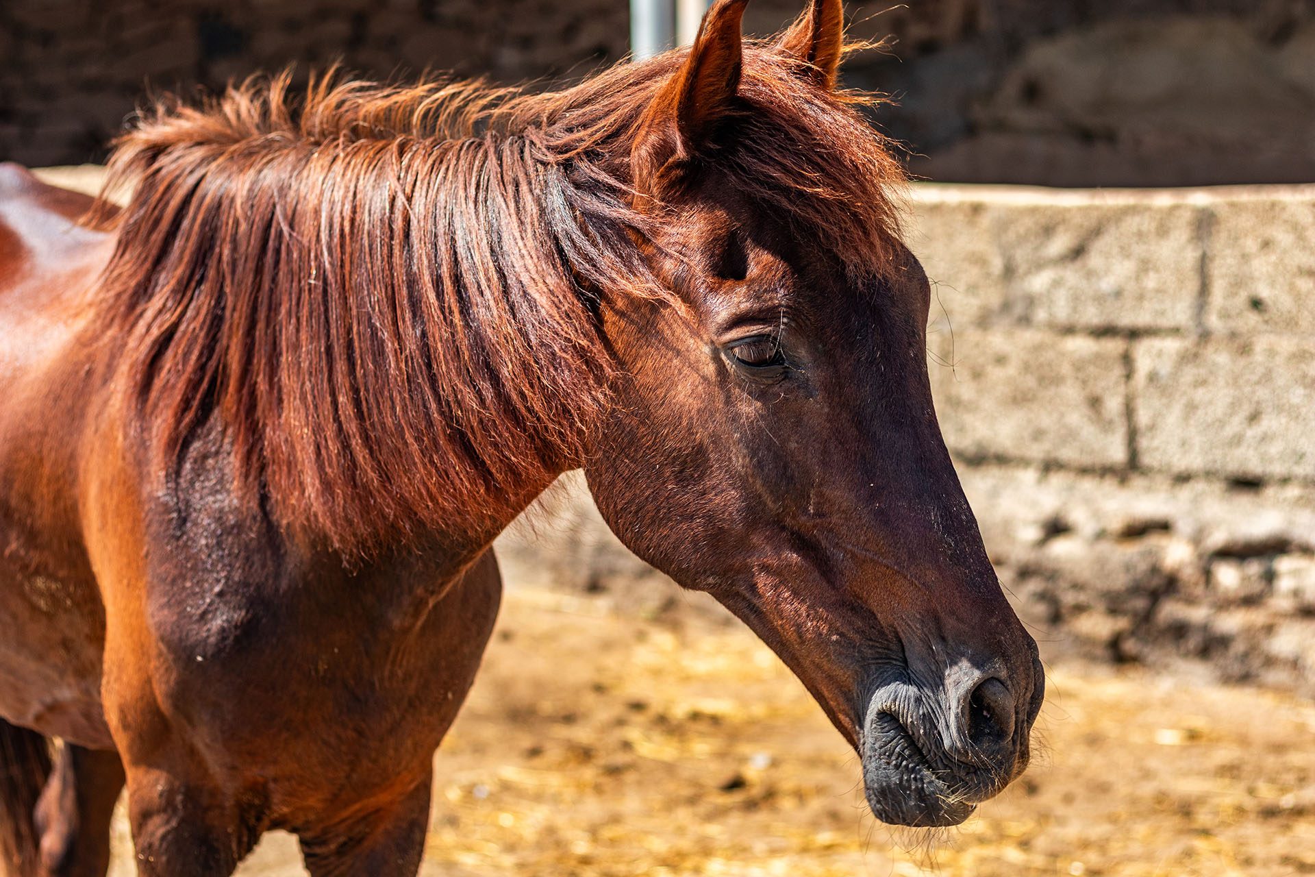 Rescue horse Pheonix
