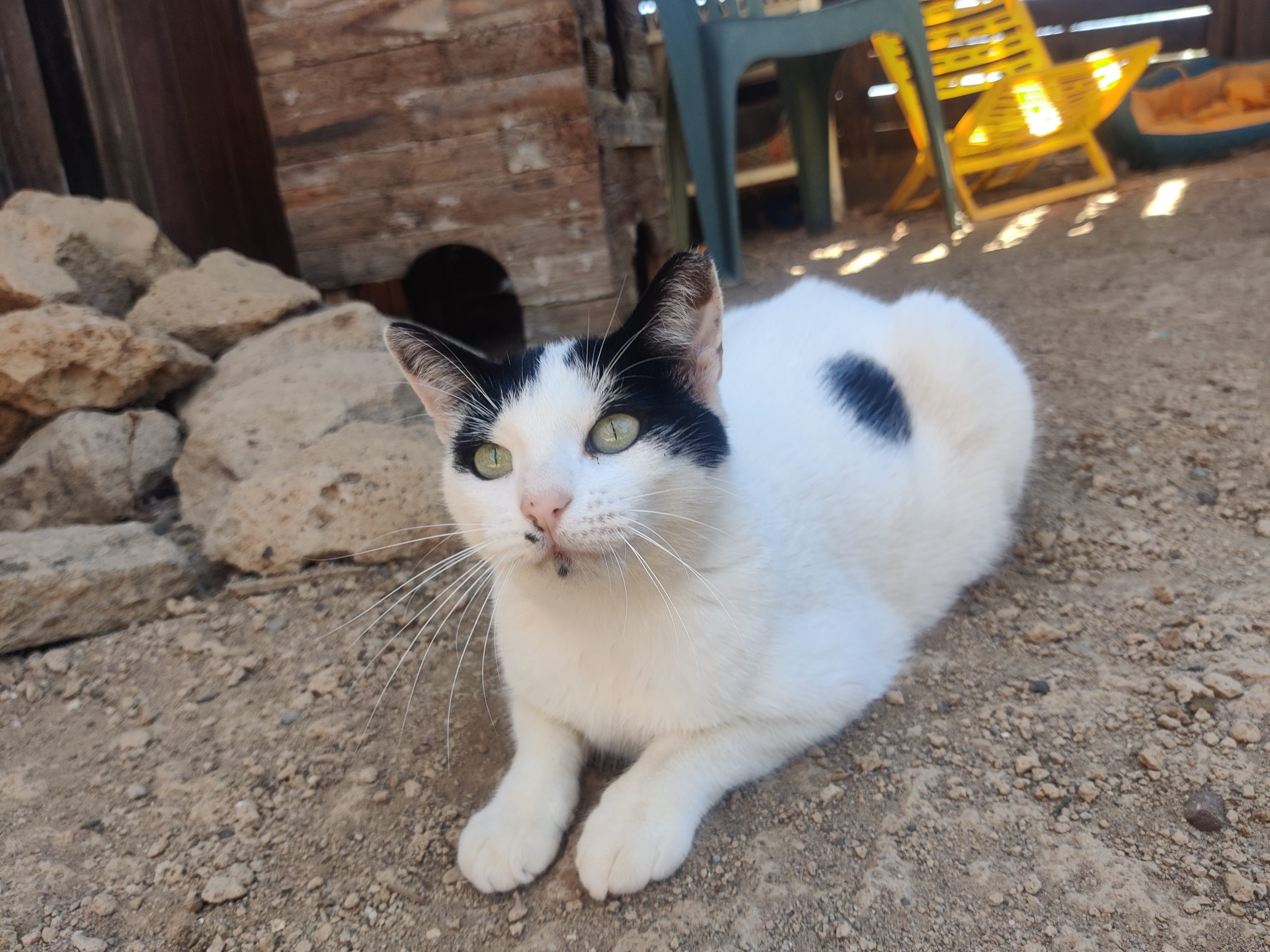 Rescue cat - Melanie