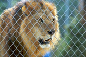 lion behind bars in zoo zoos vs animal sanctuaries