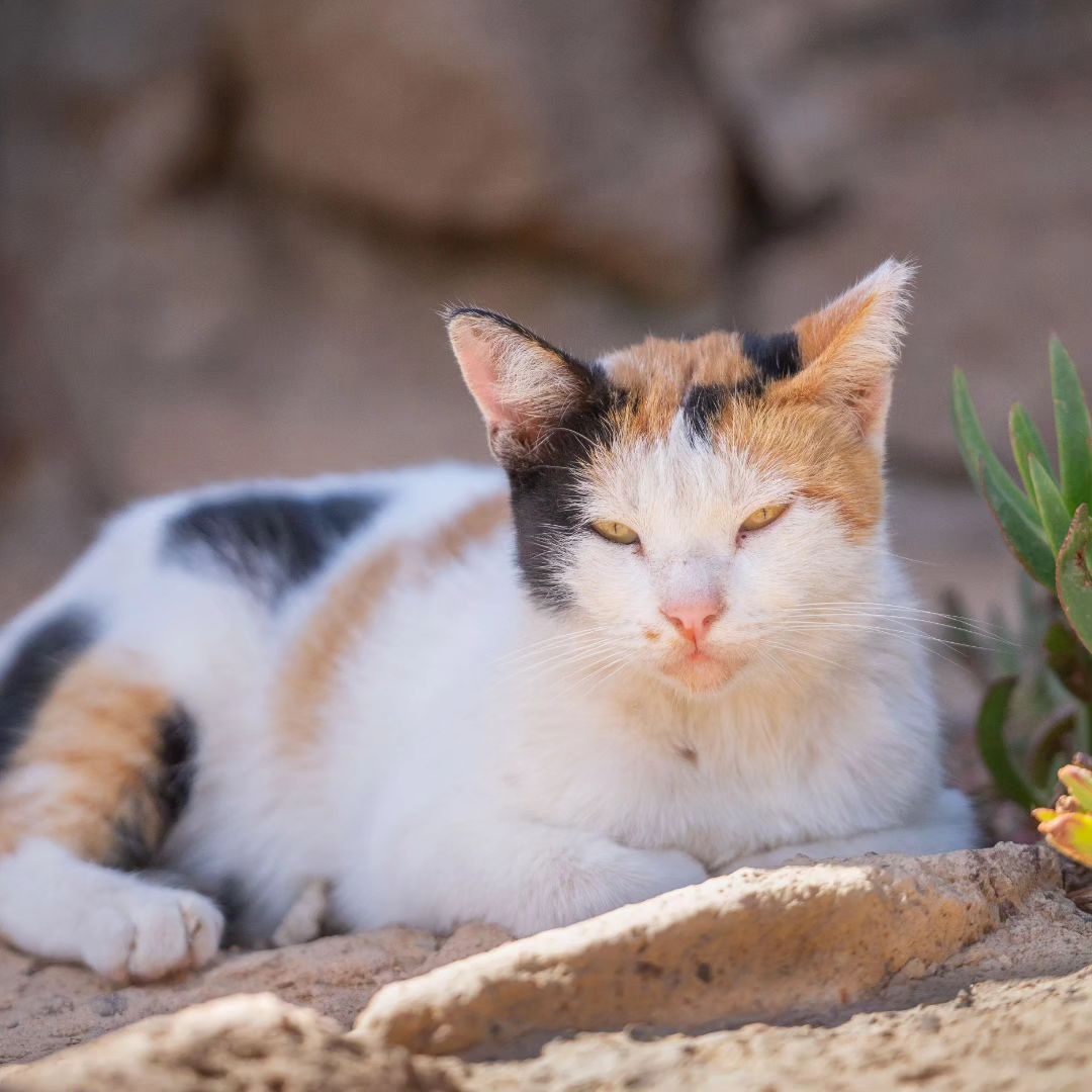 Rescue cat - Callicat