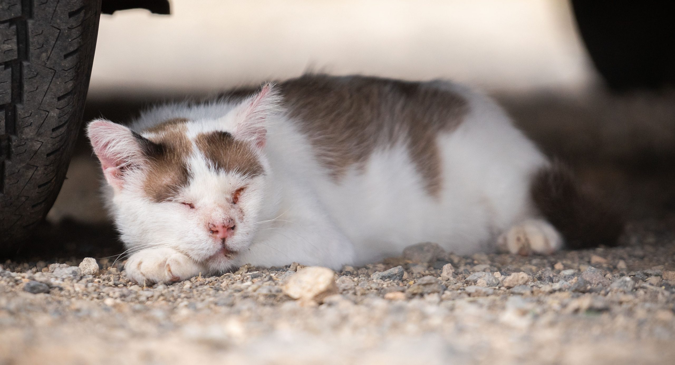 cute sleeping rescue cat