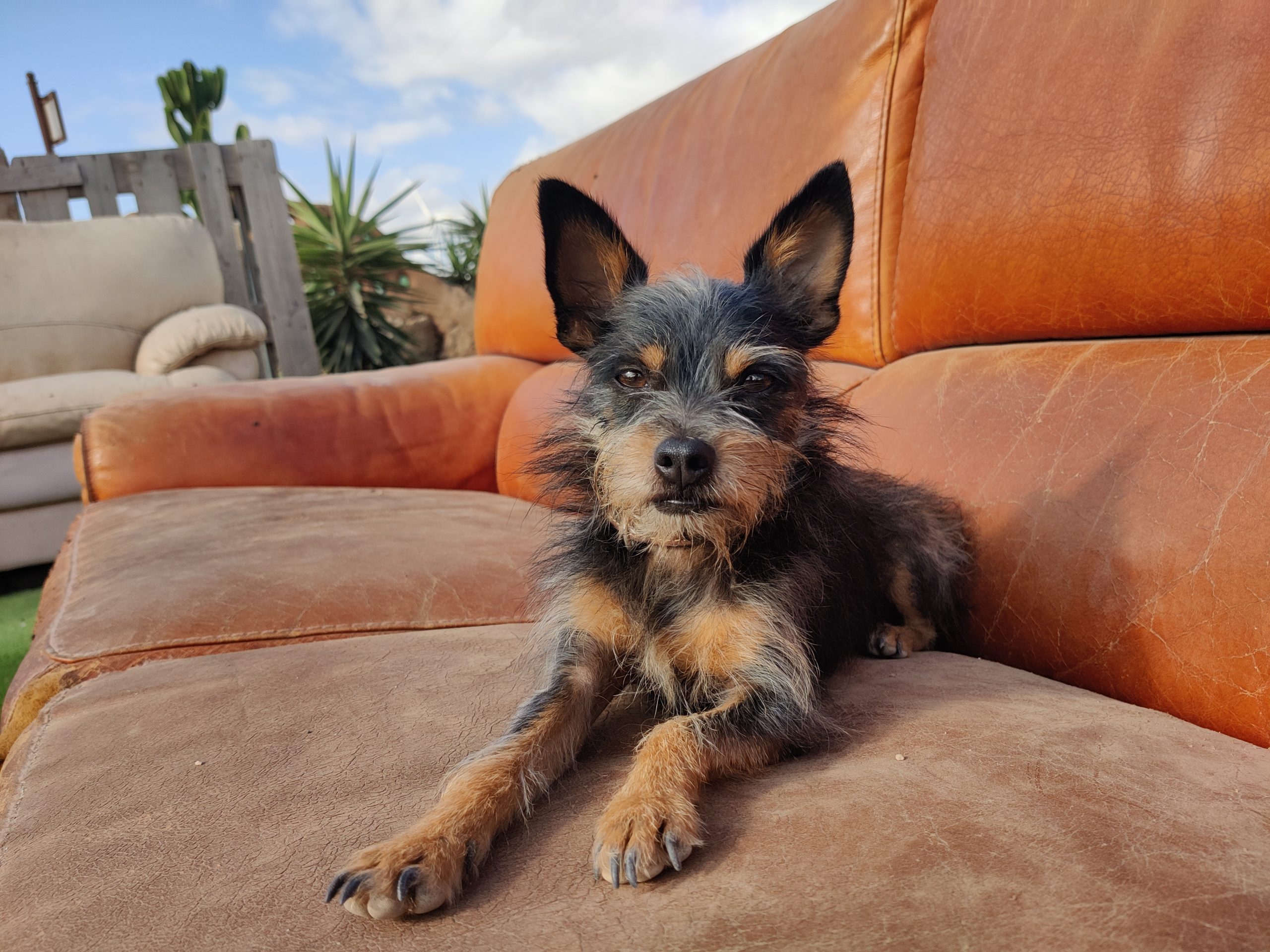 black small dog cute