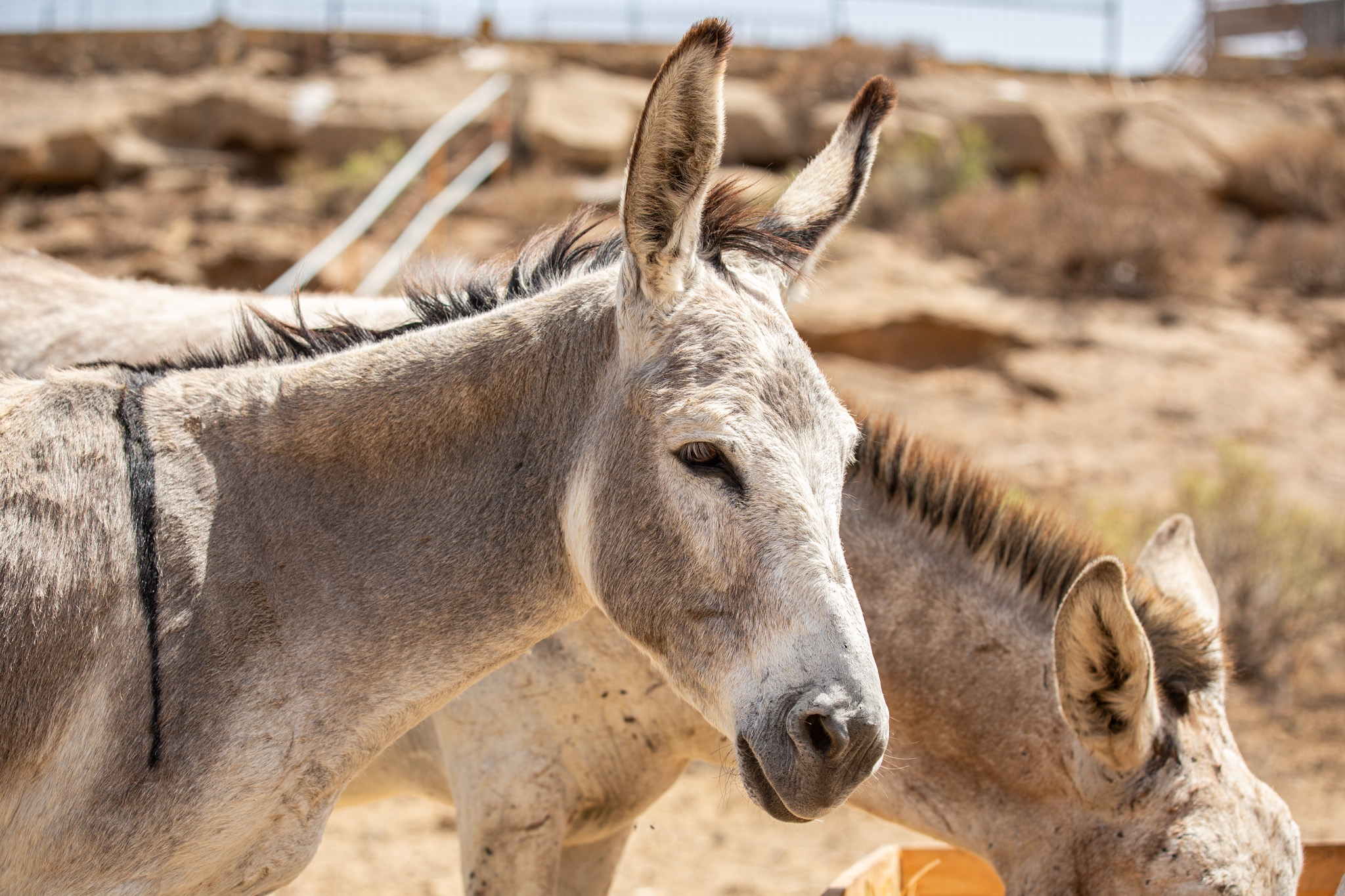 grey donkey cute