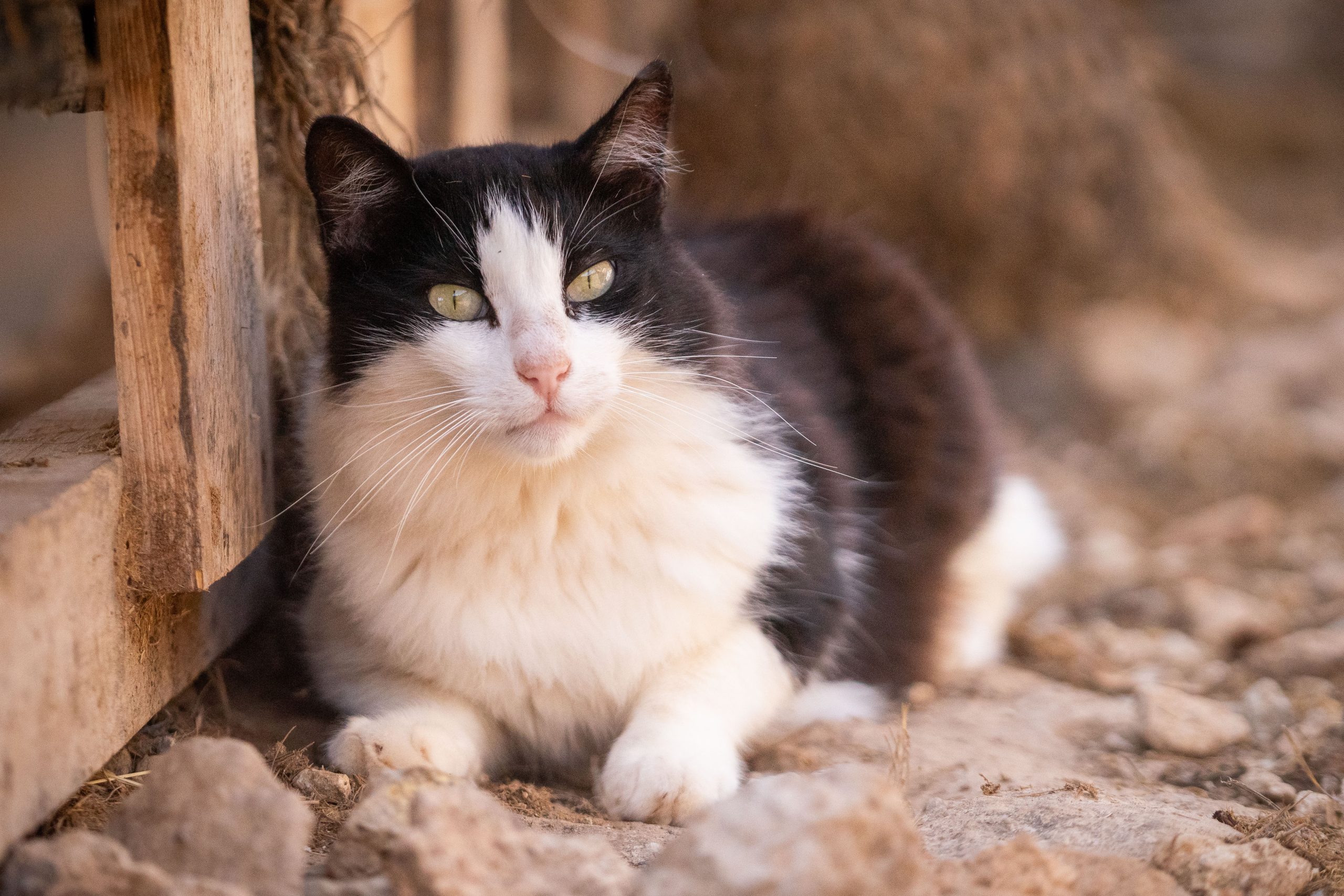cute black and white cat
