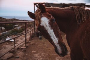 compassionate animal euthanasia decisions