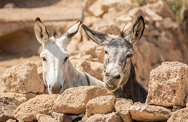donkeys