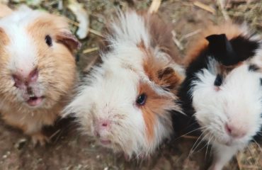 Guinea Pigs